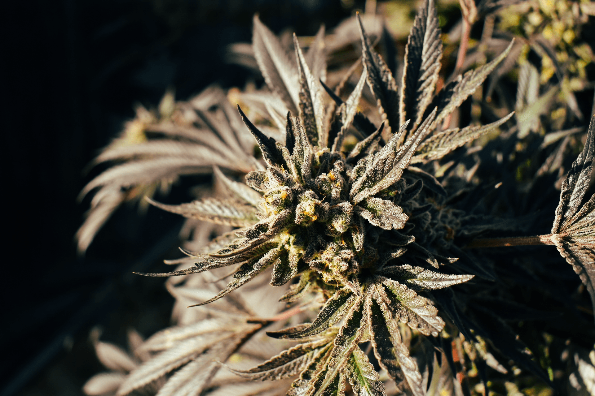 Exploring the Rise of Sun-Grown Cannabis in California 🌿☀️