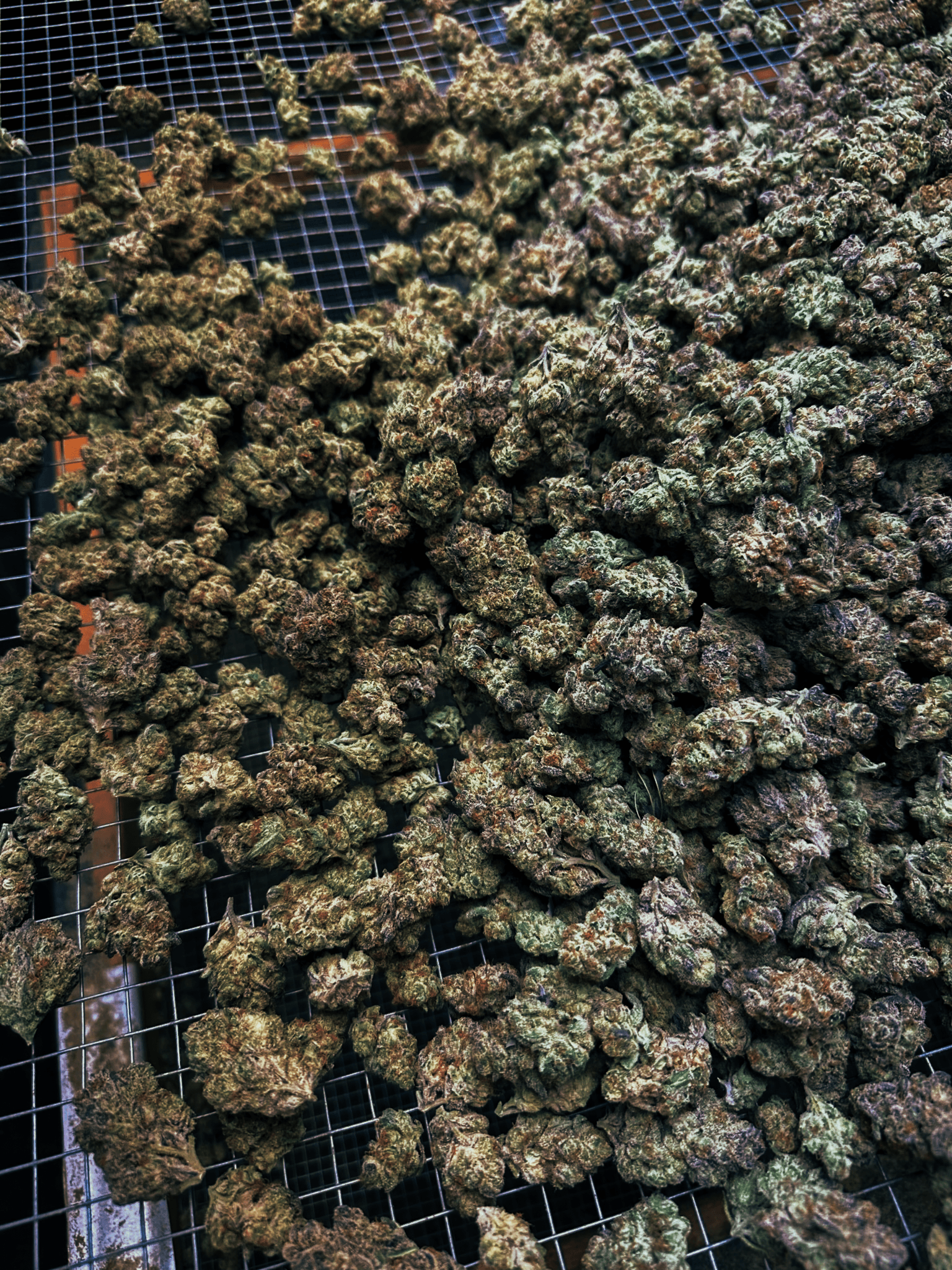 California's Legal History and Current Cannabis Landscape