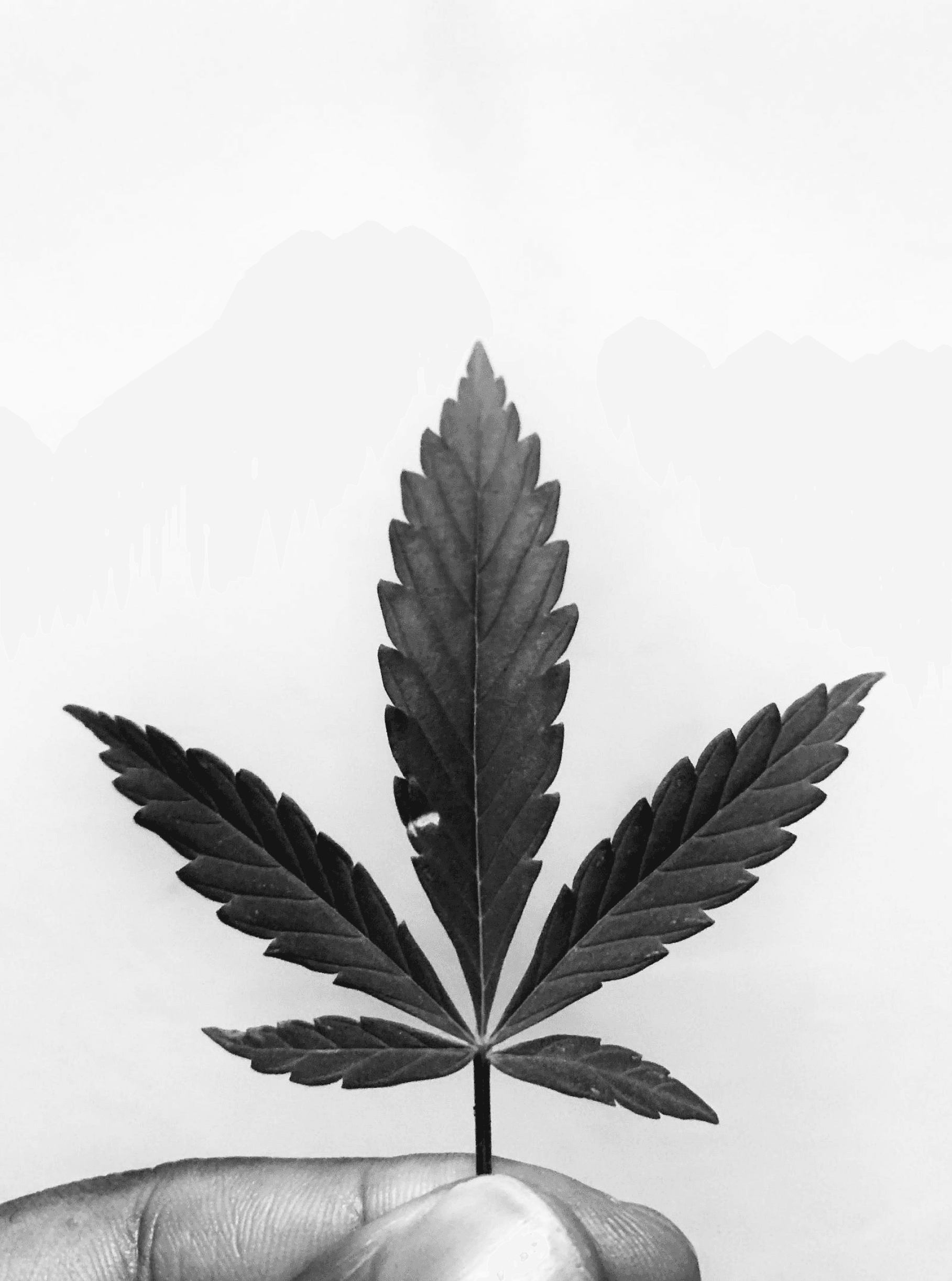 Sustainability Practices in the Cannabis Farming Industry